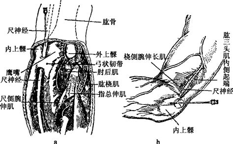 一肘多長